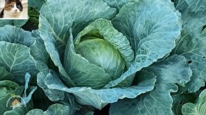 Капуста белокочанная Слава 1305 описание сорта и отзыв