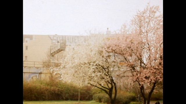 дельфин - весна / Dolphin - Vesna.