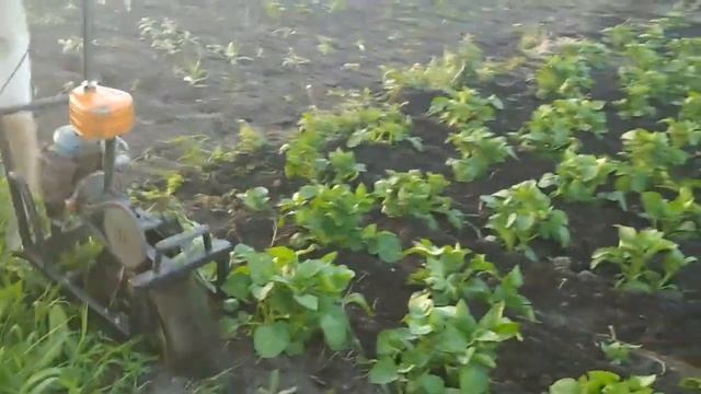 Окучник из "УРАЛА" в работе. смотреть онлайн