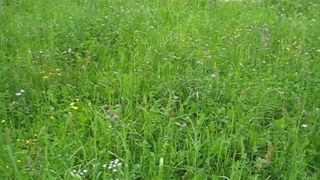 Травы перед домом. Поёт птичка смотреть онлайн