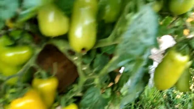 Томат Жиголо. Обзор сорта. Выращивание томата в Сибири. смотреть онлайн