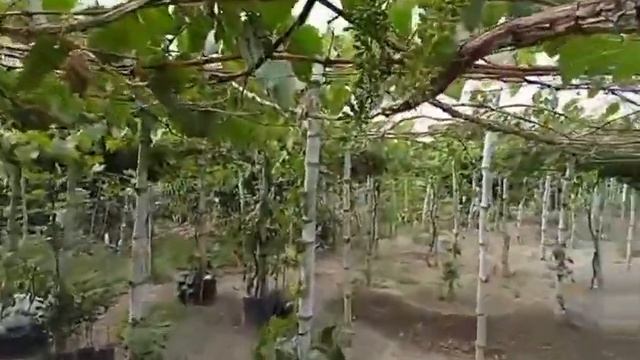 Introducing our Red Globe Grape Variety ? смотреть онлайн