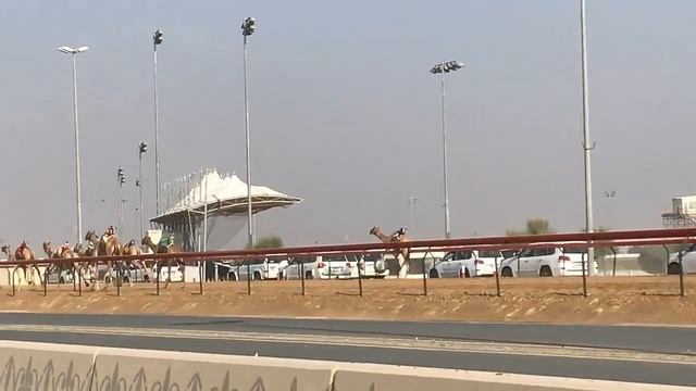 Верблюжьи бега в Эмиратах. Верблюды арабских шейхов.Что посмотреть в Дубае? Верблюды в ОАЭ. смотреть онлайн