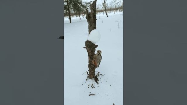 Чудо природы | ДЯТЕЛ смотреть онлайн