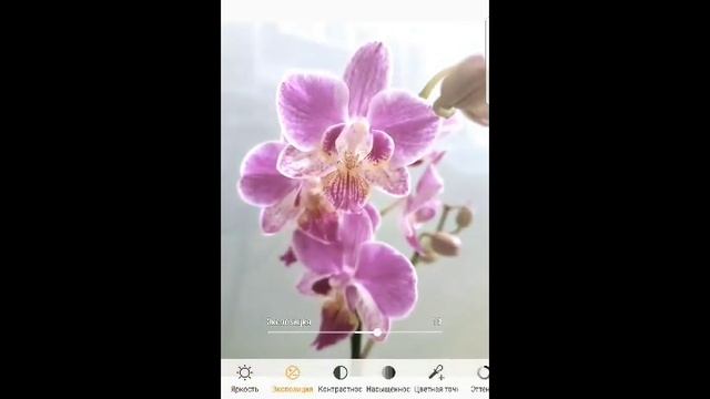 ПОЧЕМУ орхидея ЦВЕТЕТ НЕ ТАК, как мы ожидали? смотреть онлайн