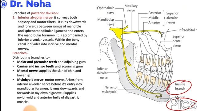 Mandibular nerve @anatomyformedicos2260 смотреть онлайн