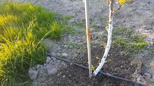 Капельный полив для деревьев смотреть онлайн