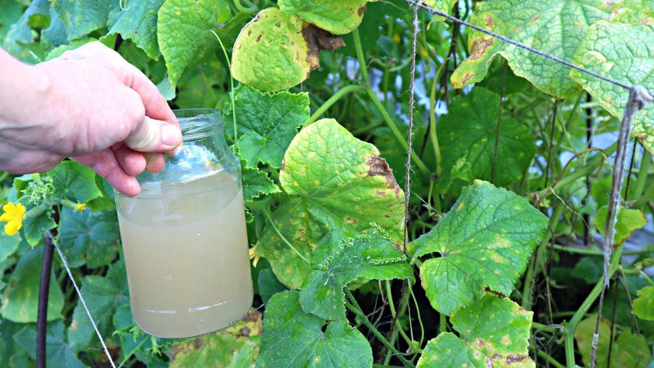 Как только огурцы начинают желтеть делаю в августе такую подкормку. Грядка становится неубиваемой. смотреть онлайн