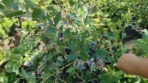 Голубика Река. Ранний сорт.