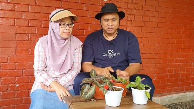 Review : Pesona Bunga Gantung, Dinding, Indoor EPISCIA (Boldu, Beludru)