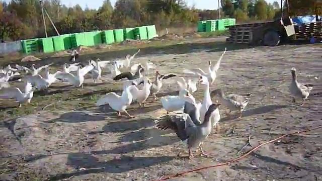 Домашние гуси летают? Летают! Только низэнько-низэнько.... :) смотреть онлайн