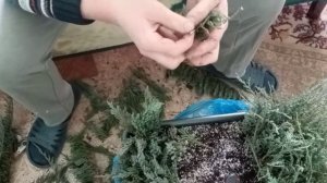 ЧЕРЕНКОВАНИЕ (РАЗВЕДЕНИЕ) СТЕЛЮЩЕГОСЯ МОЖЖЕВЕЛЬНИКА БЛЮ ЧИП (BLUE CHIP)