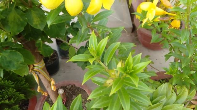 Allamanda flower plant at my home смотреть онлайн