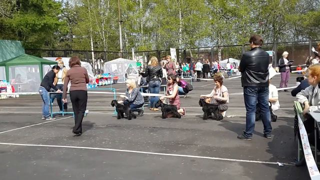 Монопородная выставка цвергшнауцеров(17) смотреть онлайн