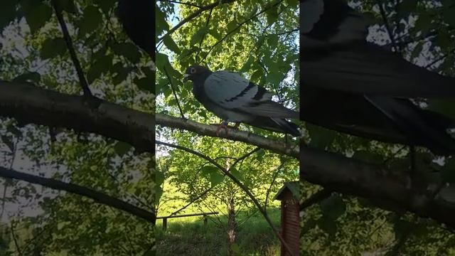 Окольцованный голубь смотреть онлайн