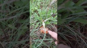 Черничный хутор,ответ черничному хутору,у нас своих маслят хватает,или грибной обморок