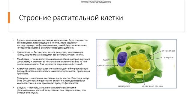 6 класс Растительная клетка Растительная клетка Строение растительной клетки смотреть онлайн