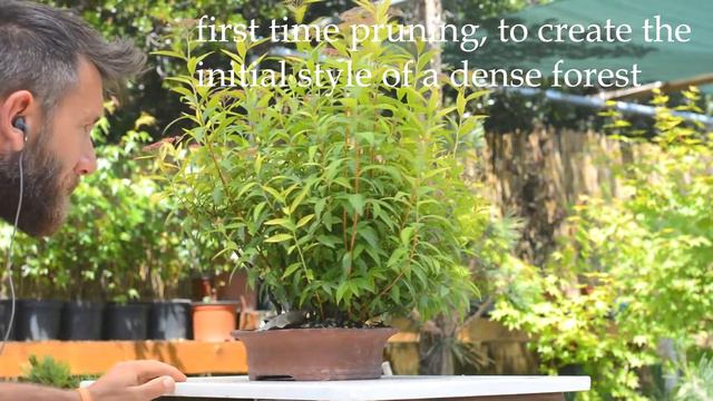 Spiraea Japonica Summer Pruning + BONUS VIDEO - Arkefthos Bonsai