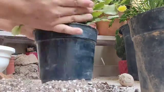 Christmas cactus repotting смотреть онлайн