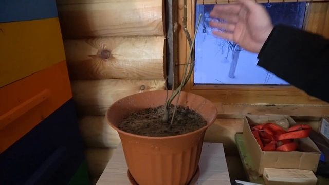 Как зимует теплолюбивая Павловния. смотреть онлайн