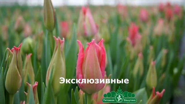 Тюльпаны к 8 марта в Питомнике Вашутино смотреть онлайн