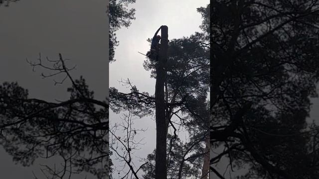 Топинг дубка смотреть онлайн