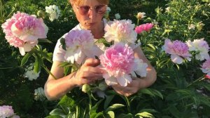 Raspberry Sundae peony. Распберри Сандей пион. Пулков сад