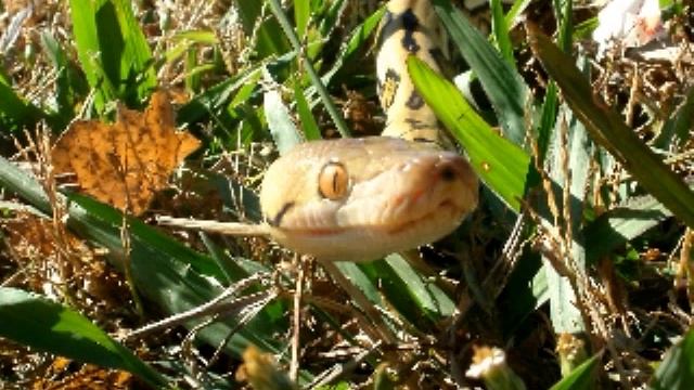 6-1/2 Month Old Male Tiger Reticulated Python : Clyde- Update 2 Of Many смотреть онлайн