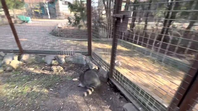 Приучаю енота Шурика ночевать БЕЗ КОТОВ! смотреть онлайн