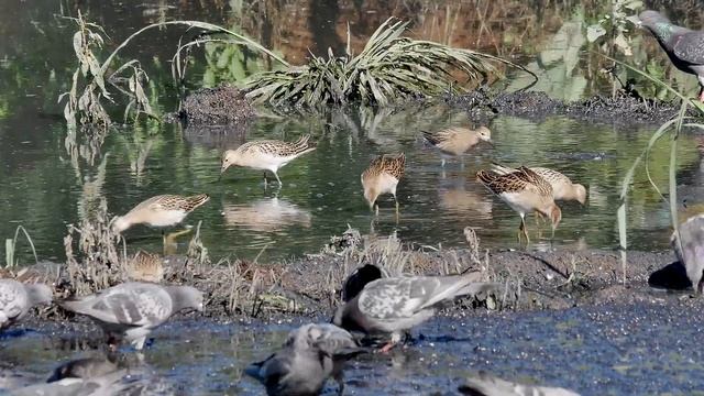 Турухтаны смотреть онлайн