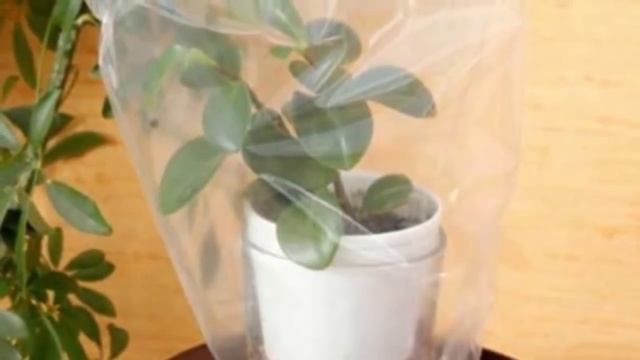 Растения ПЕРЕЕЗЖАЮТ. Как перевозить комнатные растения зимой. смотреть онлайн