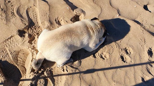 Dog Pug Carlino Musyа .Муся на пляже Средиземного моря смотреть онлайн