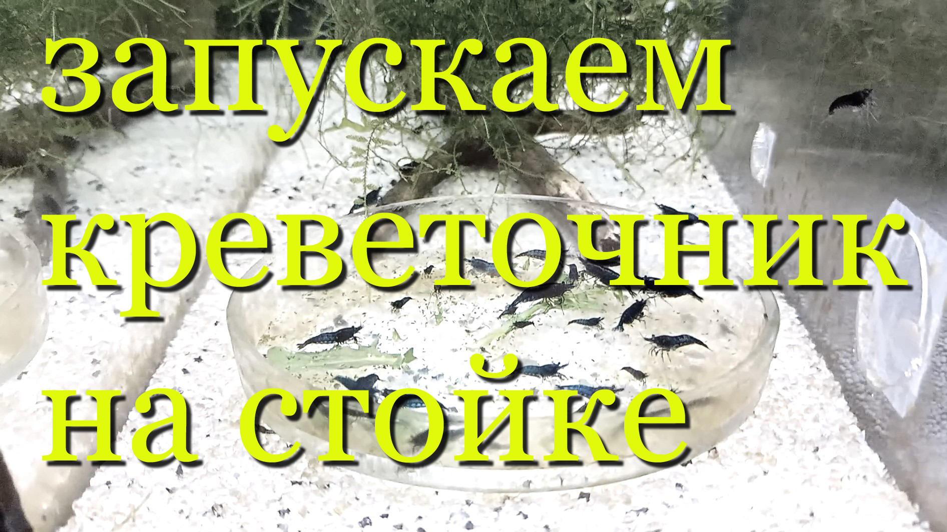 Пошаговое руководство по запуску креветочника для каридин и неокаридин с нуля на стеллаже смотреть онлайн