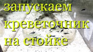 Пошаговое руководство по запуску креветочника для каридин и неокаридин с нуля на стеллаже