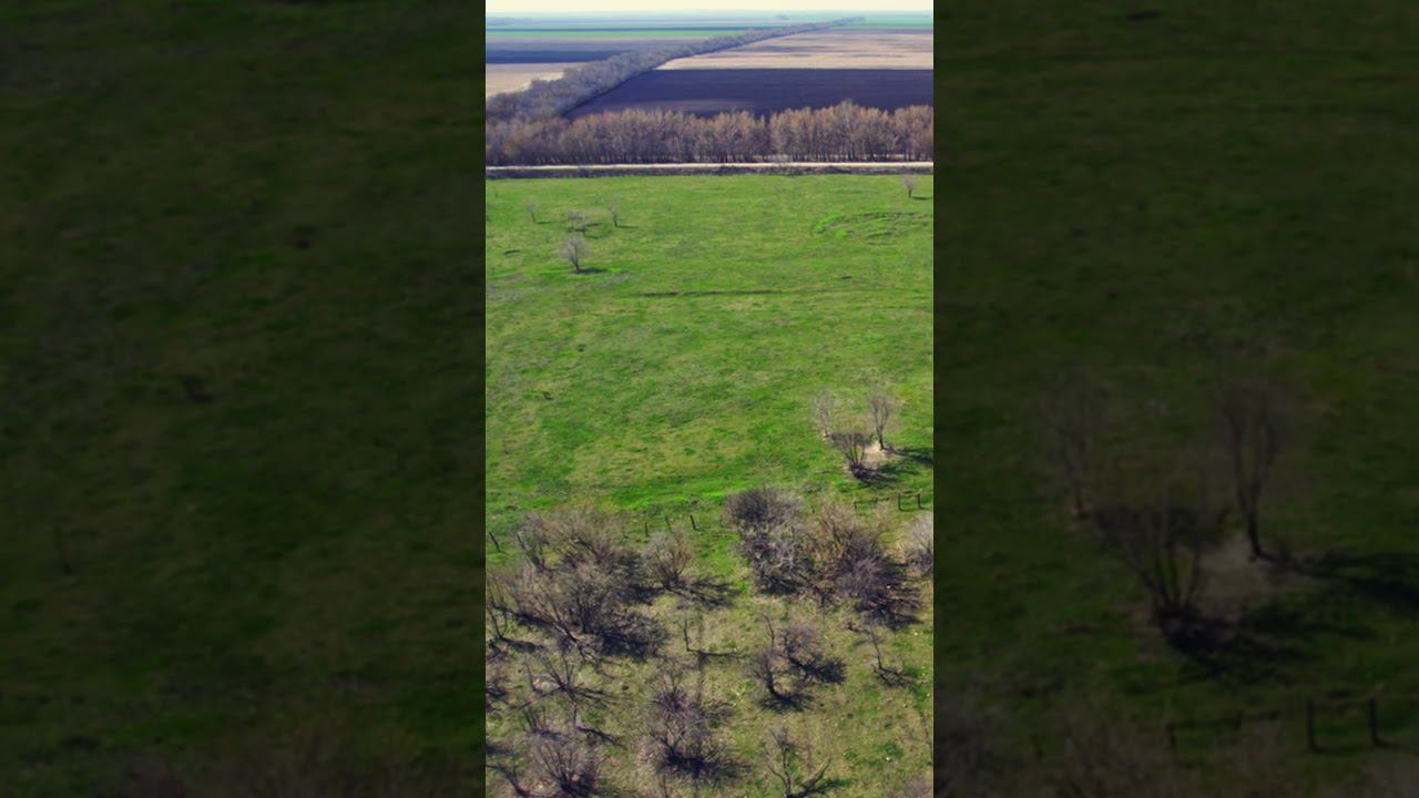 Пастбища для скота #животноводство #агробизнес #фермер смотреть онлайн