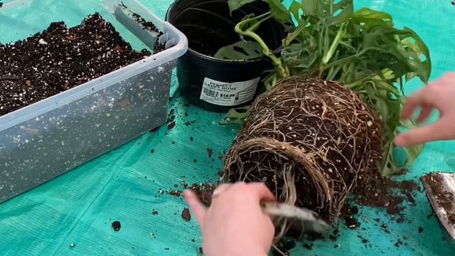 Repot My Monstera Adansonii With Me смотреть онлайн