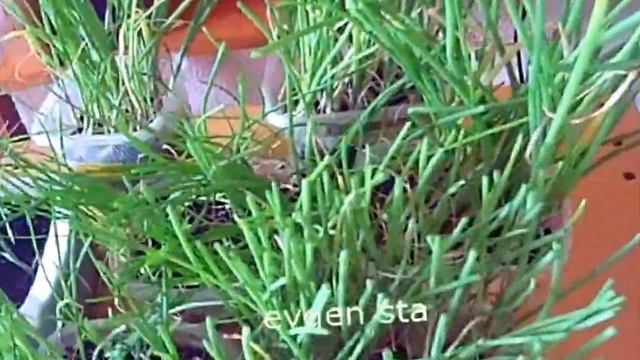 ЛУК РЕПКА из СЕМЯН смотреть онлайн