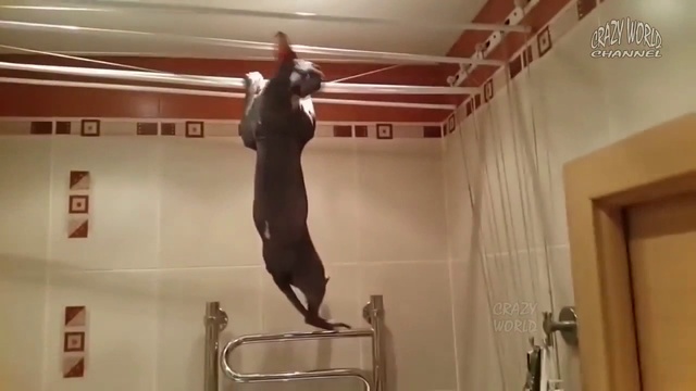 видео про кошек со смешной озвучкой смотреть онлайн