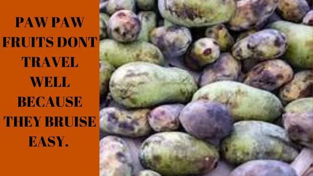 5 FACTS ABOUT THE PAW PAW TREE. #PAWPAW смотреть онлайн