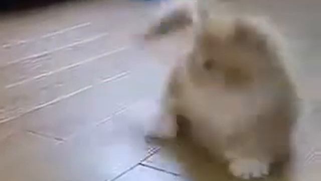 СМЕШНОЙ КОТЕНОК смотреть онлайн