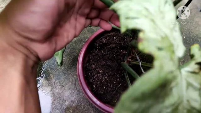 SYNGONIUM GREEN SPLASH