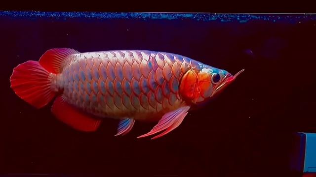 7 Beautiful Super Red Arowana Fish In Asia | Rare And Expensive Arowana