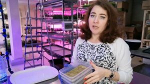 Как правильно прорастить кориандр (кинзу) на #микрозелень в домашних условиях. Все секреты.