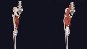 Мышцы Нижней Конечности - 3D Анатомия Мышц Бедра - Часть 2