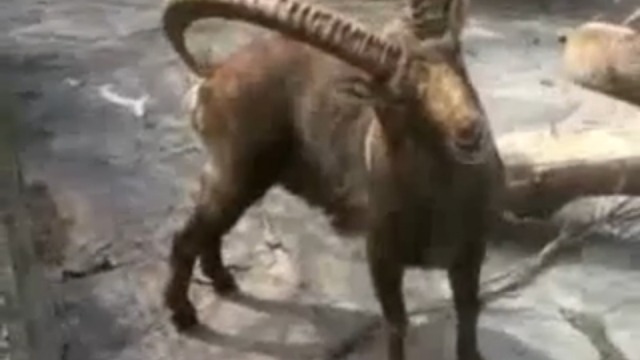 Для чего барану такие рога смотреть онлайн