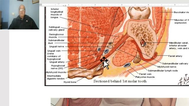 Anatomy of head and neck module in Arabic 56 (Submandibular salivary gland , part 1 ) , Dr. Wahdan смотреть онлайн