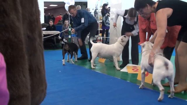 Dog Show 