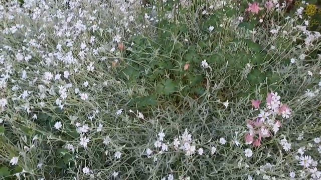 ОБЗОР УЧАСТКА №5. ПРИГЛАШАЮ В ГОСТИ! КАКИЕ РАСТЕНИЯ РАСТУТ И ЦВЕТУТ. смотреть онлайн