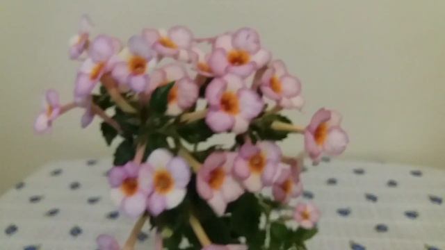 Ахименес Королева сентября смотреть онлайн