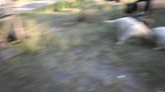 Аристократ